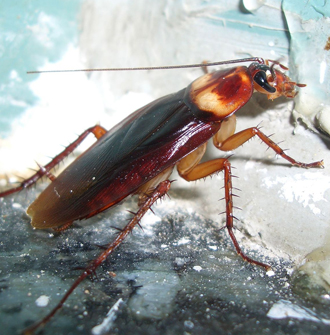 Pest Control in Blacktown